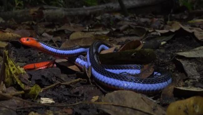 Cobra coral azul: a serpente mais bela e mortal do mundo