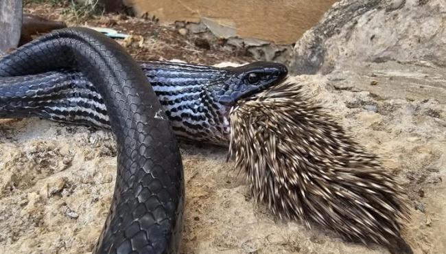 Cobra morre ao tenta devorar porco–espinho