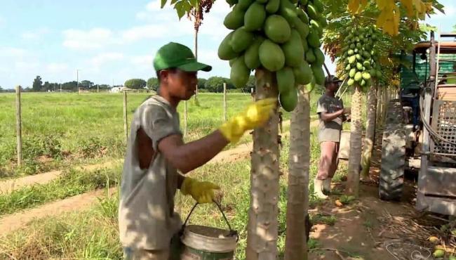 Colheita de mamão deve passar de 550 mil toneladas no ES e produtores miram exportações