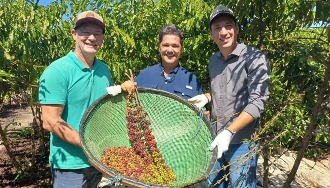 Colheita do café conilon começa em 2024 em todo o Espírito Santo