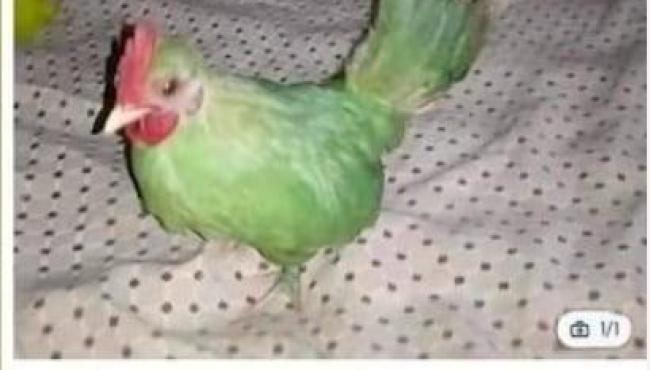Comerciante tenta vender galo pintado de verde como papagaio