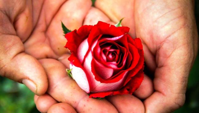 Comércio de rosas segue em alta mesmo sem festas por conta da pandemia