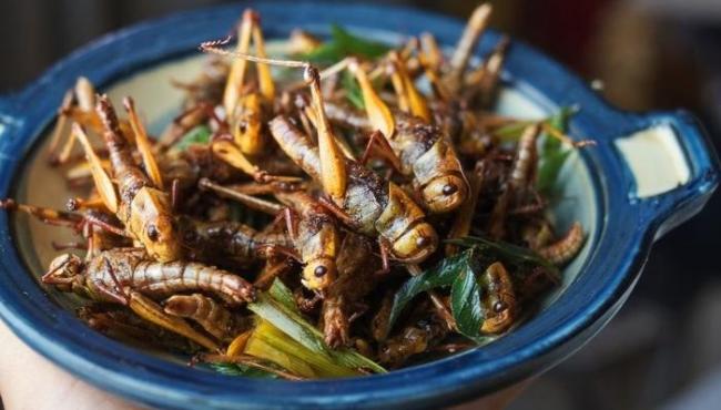 Comerias? Estudo aponta barreiras ao uso de insetos como alimento