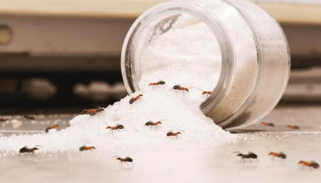 Como as formigas identificam diferentes tipos de açúcar?