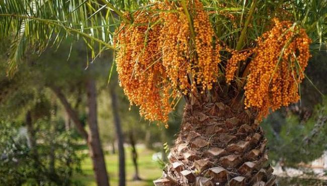 Como plantar butiá e quanto tempo demora para colher os frutos