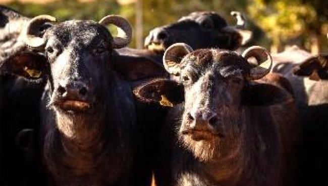 Comportamento animal: Por que os búfalos exigem estruturas mais resistentes nas fazendas?
