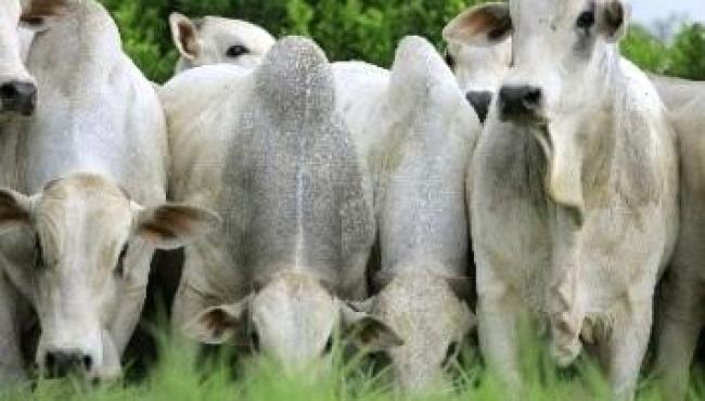 Comportamento da raça bovina influencia planejamento da fazenda