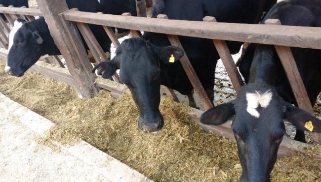 Concurso incentiva produtores de leite capixabas a investir na produção de silagens