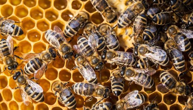 Confirmada ocorrência de Cria Pútrida Europeia em abelhas no Espírito Santo