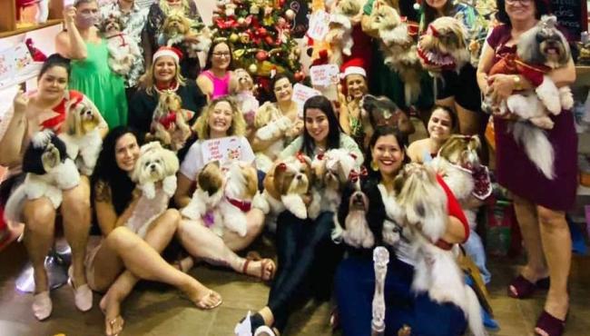 Confraternização de Natal de Shih Tzu arrecada donativos para albergue de cães em Vitória, ES