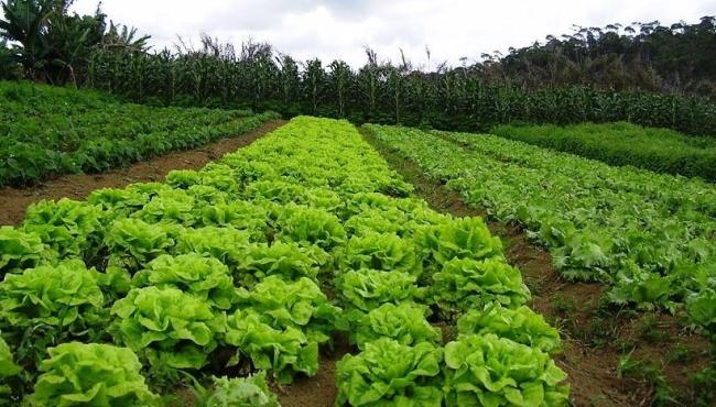 Conheça os impactos do inverno na agricultura e os tratos culturais indicados