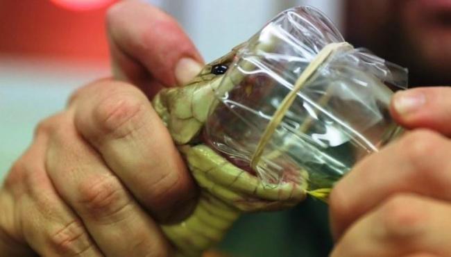 Conheça Titan, a cobra mais mortal da Austrália