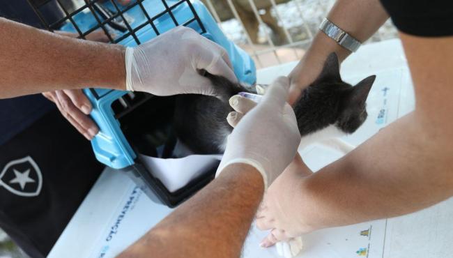 Conselho de Veterinária alerta para doença que afeta gatos