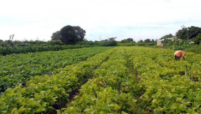 Conselho eleva limites de financiamento para a agricultura familiar