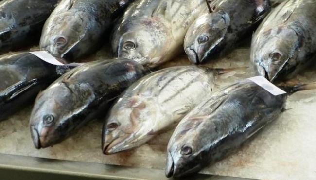Consumo de Pescados na Semana Santa não representa risco à população