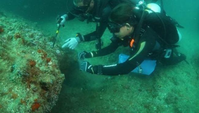 Controle do coral-sol: expedições do Iema já removeram mais de 2 mil colônias invasoras