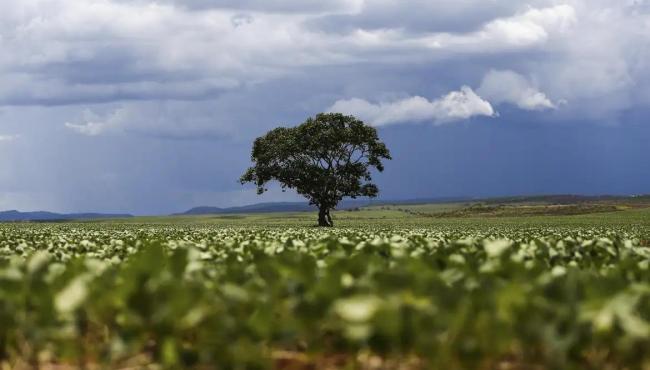 Crédito rural financiou R$ 92,4 bilhões em áreas com alertas ambientais
