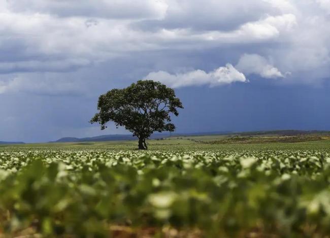 Crédito rural financiou R$ 92,4 bilhões em áreas com alertas ambientais