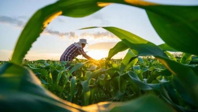 Crédito rural para a agricultura familiar do Espírito Santo supera R$ 1,9 bilhão em sete meses do ano-safra 2025/2026