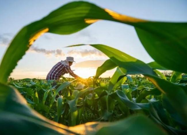 Crédito rural para a agricultura familiar do Espírito Santo supera R$ 1,9 bilhão em sete meses do ano-safra 2025/2026