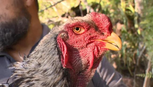 Criação de galos gigantes que medem mais de 1 metro no ES chama a atenção; aves são vendidas por R$ 6 mil e ovos por até R$ 1 mil