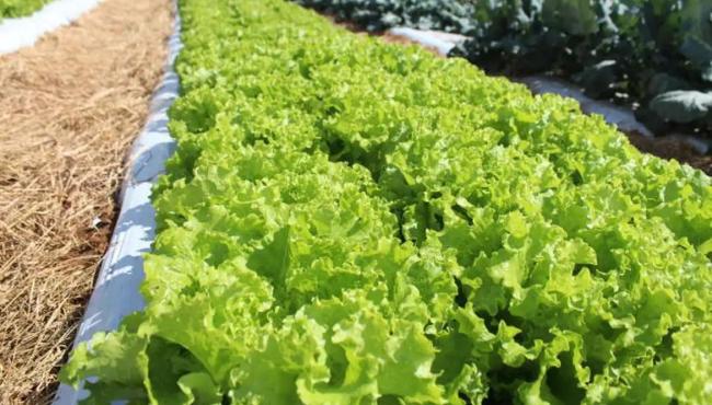 Crise climática ameaça cultivo de alface em campo aberto, diz Embrapa