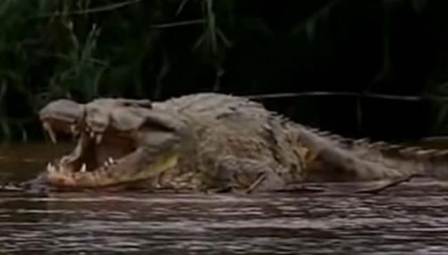 Crocodilo ‘à prova de bala’ responsável por centenas de mortes aterroriza região na África há décadas