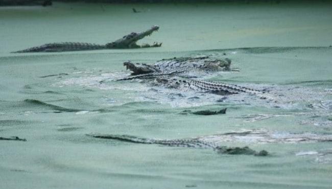 Crocodilo mata mulher que nadava em rio