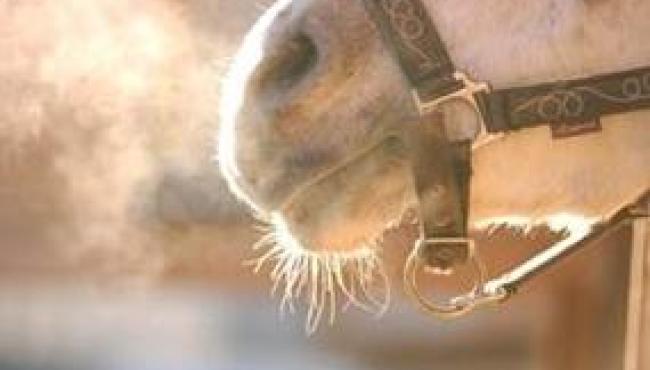 Cuidados com a saúde respiratória dos equinos devem ser reforçados no inverno