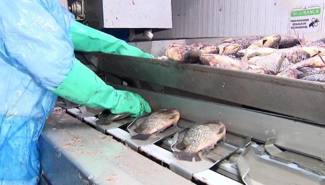 Cuidados essenciais na compra e preparo de peixes para a Semana Santa