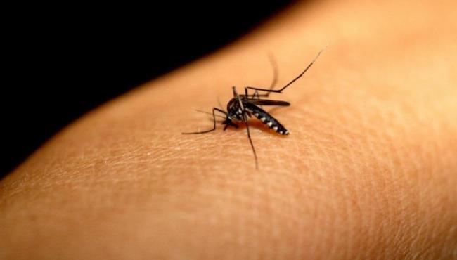 Dengue ameaça estados do Nordeste, Espírito Santo e Rio