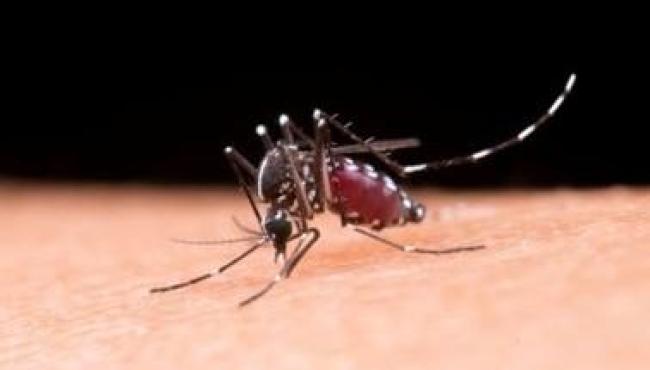 Dengue: especialista alerta para cuidados essenciais dentro de casa