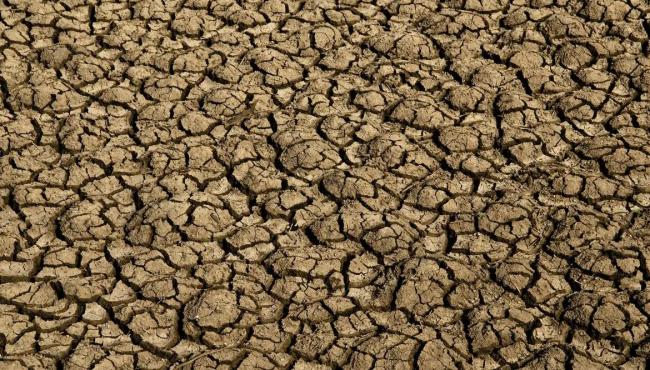 Desertificação no Brasil ameaça segurança hídrica e alimentar