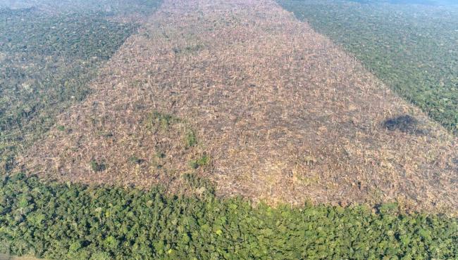 Desmatamento é responsável por mais de 28 mil mortes anuais por calor
