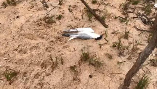 Dezenas de aves silvestres são encontradas mortas em ilha do ES e secretaria investiga se é gripe aviária