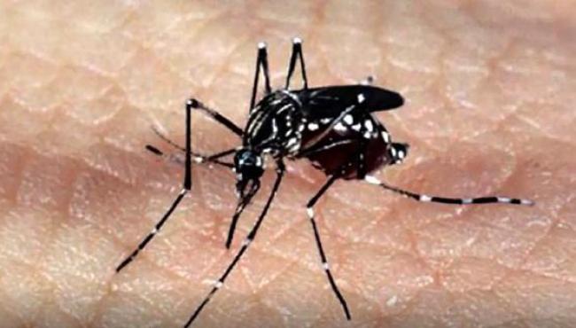 Dia D de mobilização contra a dengue e demais arboviroses será neste sábado (6) no ES