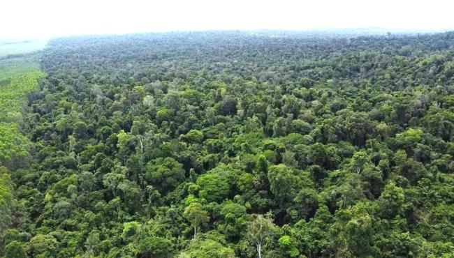 Dia da Árvore: Suzano reforça compromisso com desmatamento zero e conservação da biodiversidade