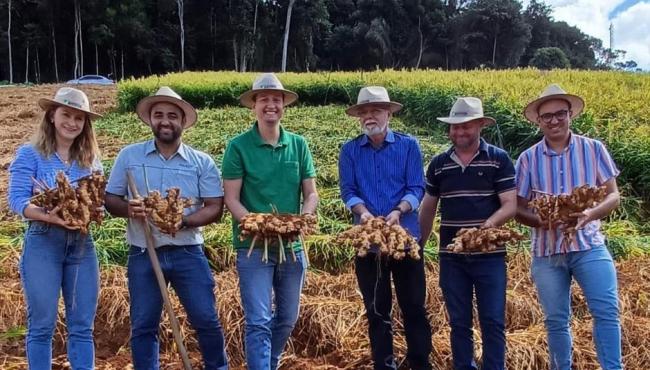 Dia Especial sobre a cultura do gengibre marca a abertura oficial da colheita da safra de 2024