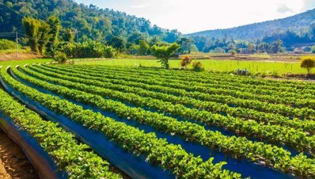 Dia Nacional da Agricultura celebra avanços e programas que fortalecem o agro no   Espírito Santo