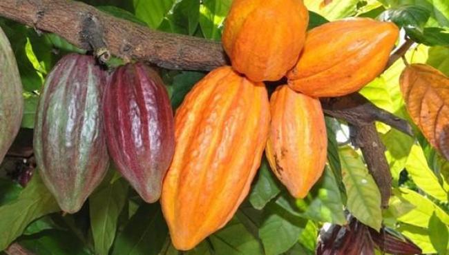 Dia Nacional do Cacau: Espírito Santo é o terceiro maior produtor do Brasil
