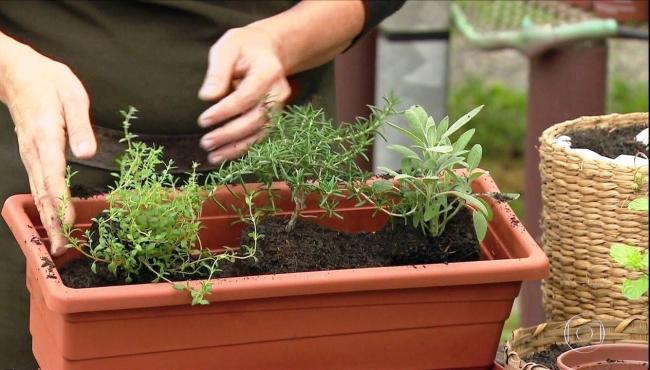 Dicas de como cultivar uma horta em casa