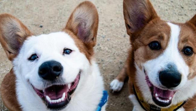 Disputa por guarda compartilhada de cães entre casal vai parar na Justiça