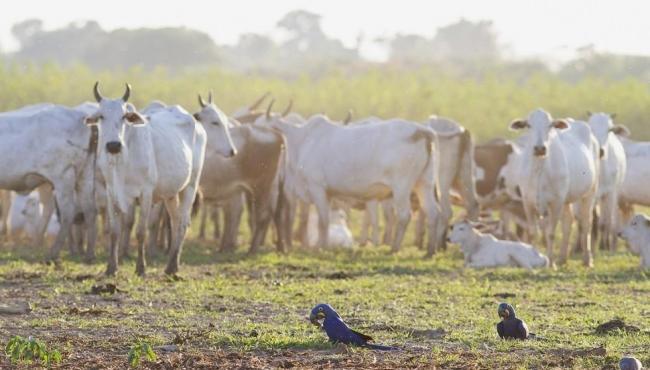 Do arroto do boi ao desmatamento: produção de comida gera 1,8 bilhão de toneladas de gases poluentes no Brasil