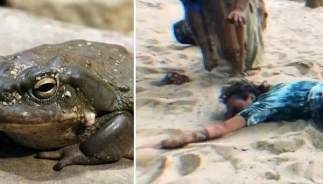 Droga extraída de sapo e usada em rituais é apreendida em Goiás