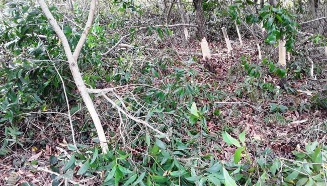 Equipe do Parque de Itaúnas, em Conceição da Barra, realiza controle de plantas exóticas invasoras