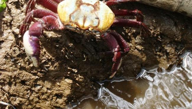 ES divulga calendário com os períodos de andada do caranguejo-uçá