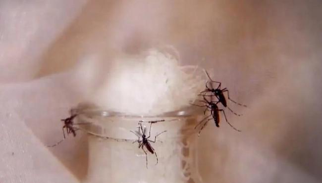 ES registra mais de mil notificações de possíveis casos de dengue por dia