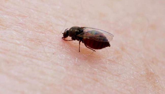 ES registra primeira morte por Febre Oropouche em 2025; outras duas mortes suspeitas são investigadas