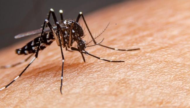 ES tem 63 mil casos de dengue neste ano, 3 vezes mais que em 2022 inteiro