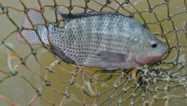 Espírito Santo amplia produção de tilápia e agrega valor ao setor de aquicultura